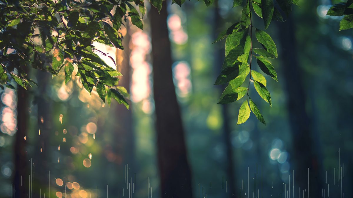 A serene forest scene: tall trees with bright green leaves in the foreground, golden afternoon sun shafts breaking through the canopy in the soft-focus background, and faint vertical rain streaks at the lower edge — the kind of layered natural soundscape that produces the largest HRV recovery in the research.